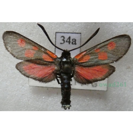 Zygaena viciae (Denis & Schiffermüller, 1775) Kraśnik wykowiec Czech34a